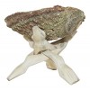 SciencePurchase Abalone Shell & Wooden Tripod for Incense Burning & Smudging 78ABSTRI, 6"