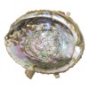 SciencePurchase Abalone Shell & Wooden Tripod for Incense Burning & Smudging 78ABSTRI, 6"